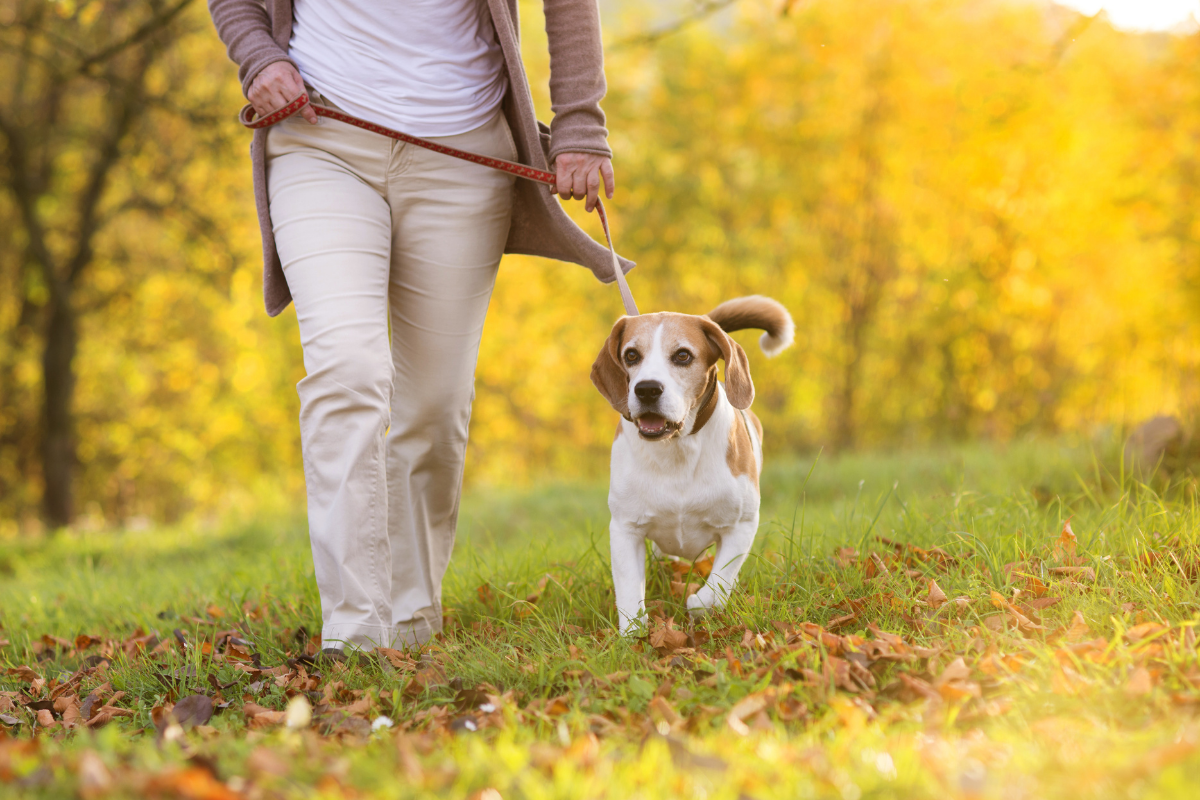 Dog friendly walking routes Shrewsbury